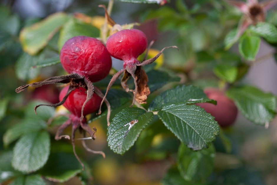 rose 'Fru Dagmar Hastrup'