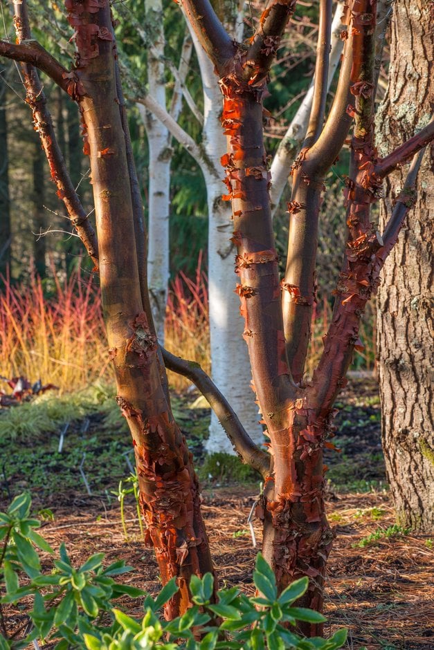 paperbark maple