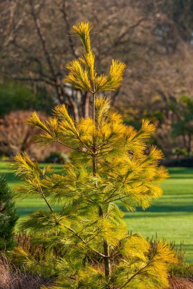 Pinus strobus 'Louie'|Weymouth pine 'Louie'/RHS Gardening
