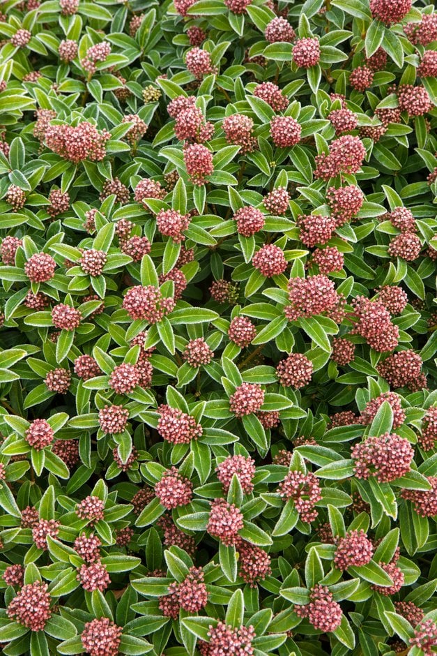 skimmia 'Godrie's Dwarf'