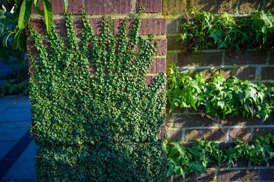 Irish ivy 'Spetchley'