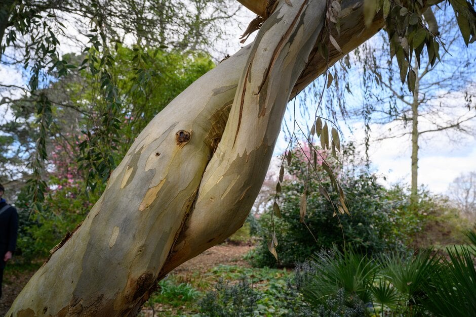 gum 'Wisley Ghost'