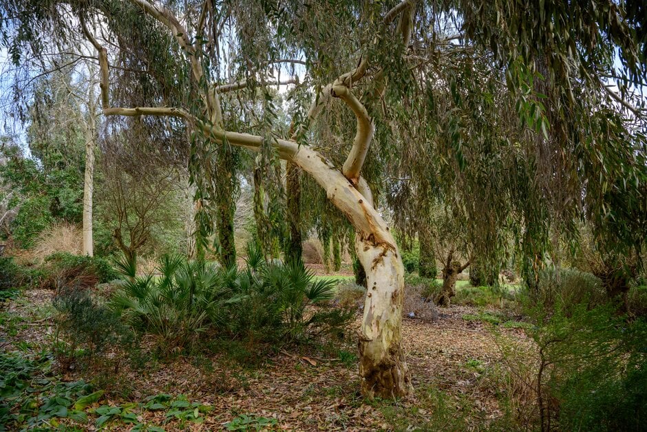 gum 'Wisley Ghost'