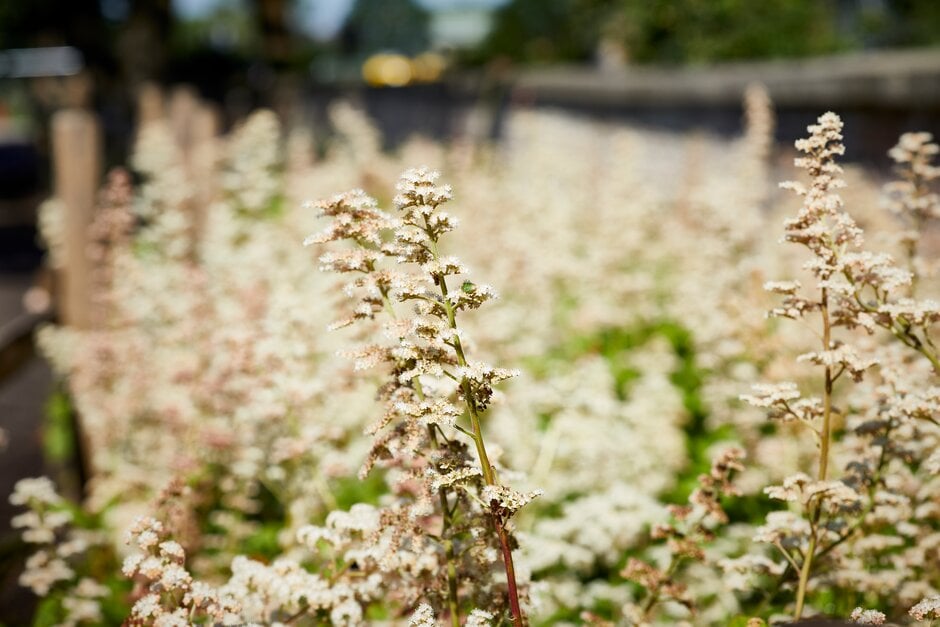 rodgersia 'Elegans'