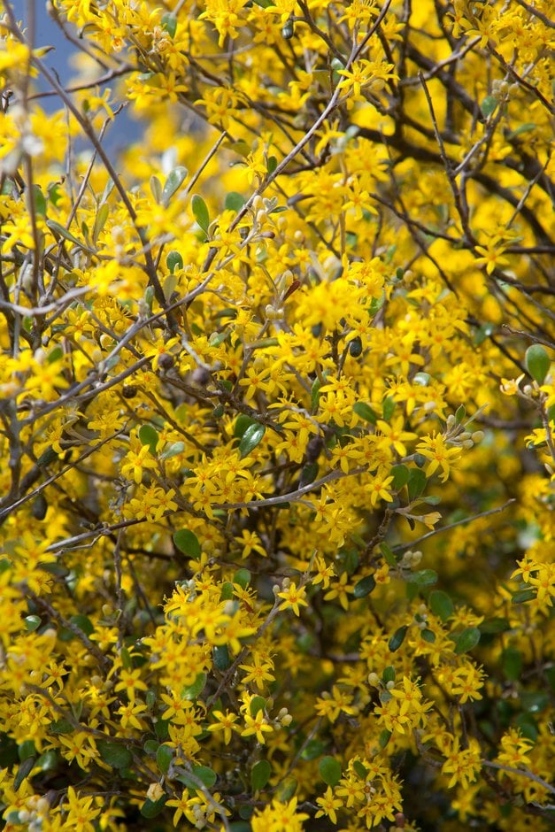 Corokia × virgata | hybrid wire-netting bush Shrubs/RHS Gardening