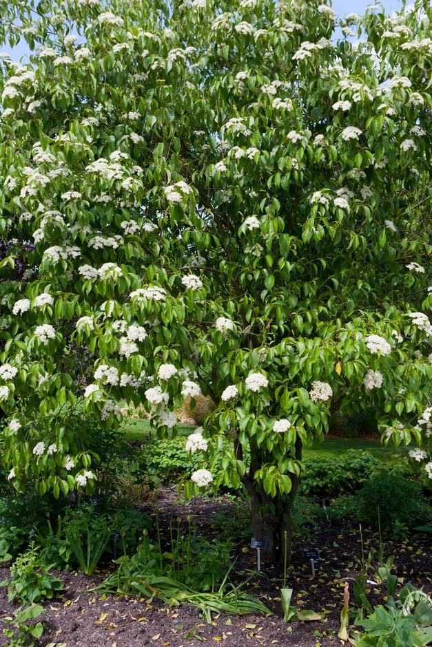 sheepberry 'Sphaerocarpum'