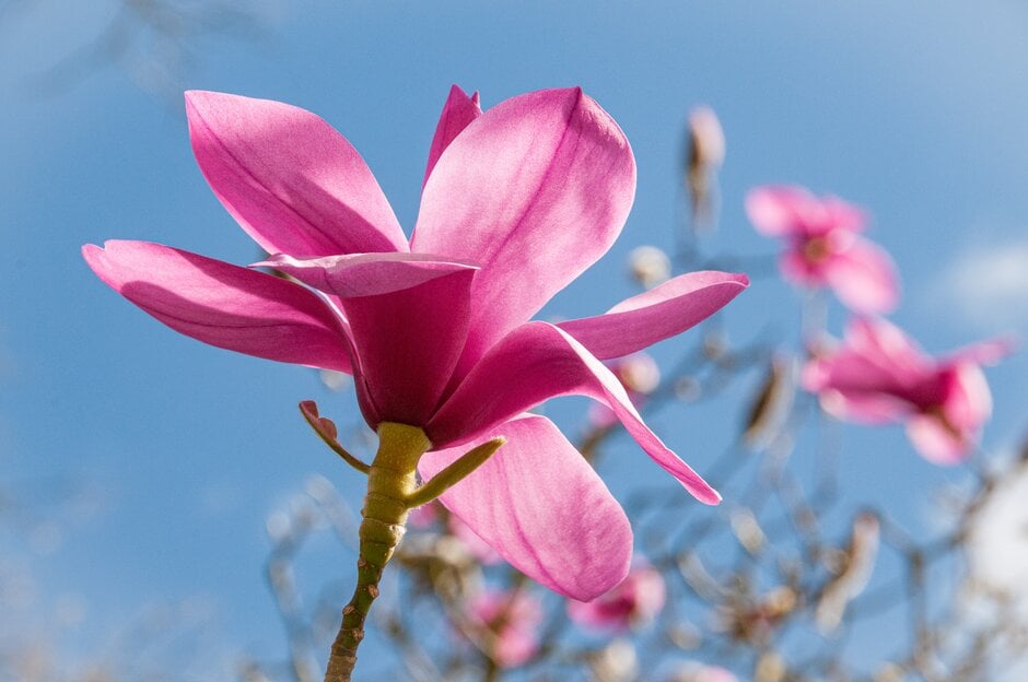 <em>Magnolia</em> <em>sprengeri</em> var. <em>diva</em>