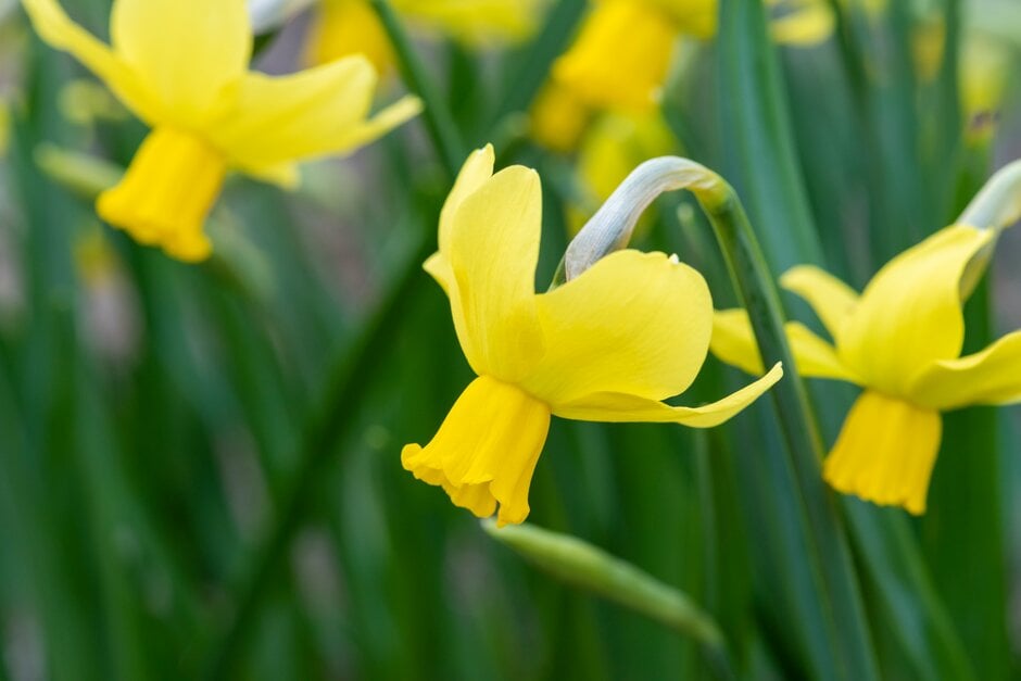 daffodil 'Crofty'