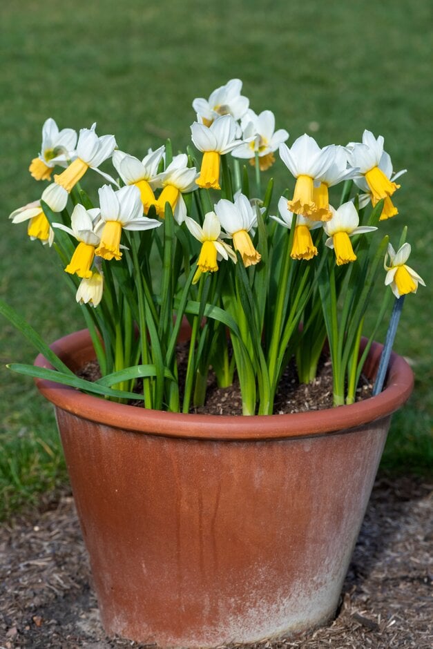 daffodil 'Winter Waltz'