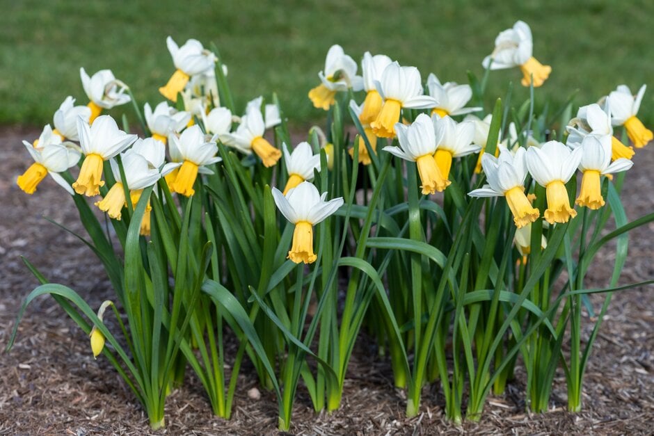 daffodil 'Winter Waltz'