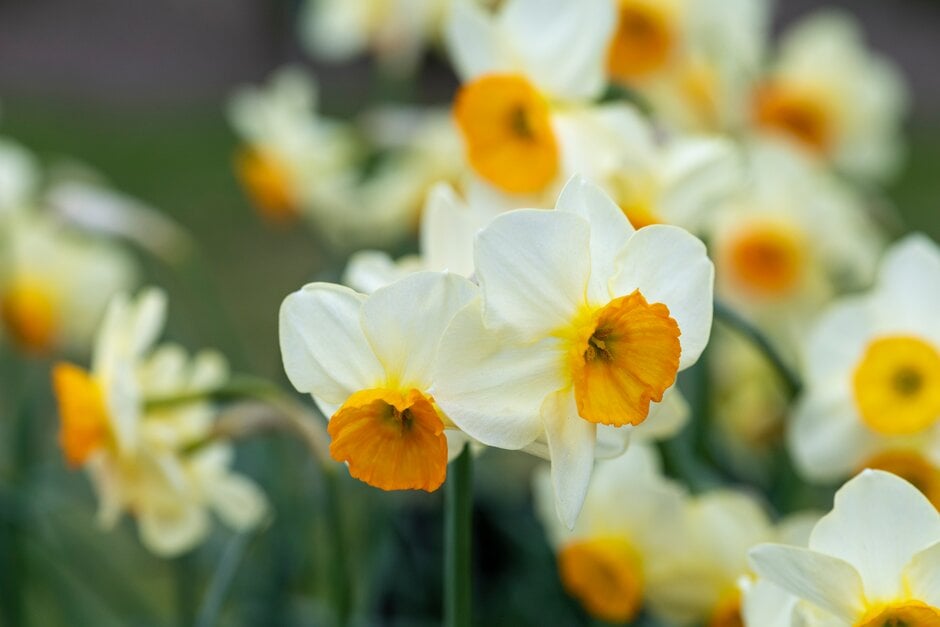 daffodil 'Chappie'