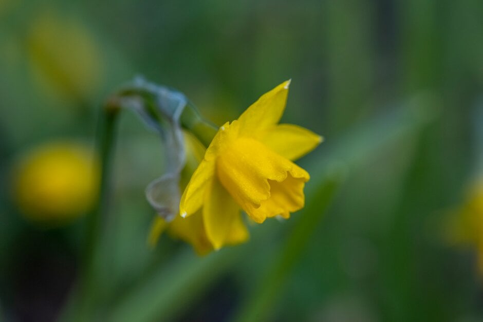 daffodil 'Medway Gold'
