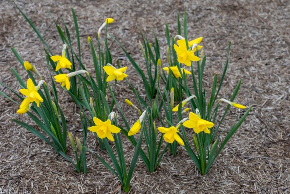 daffodil 'Spring Sunshine'