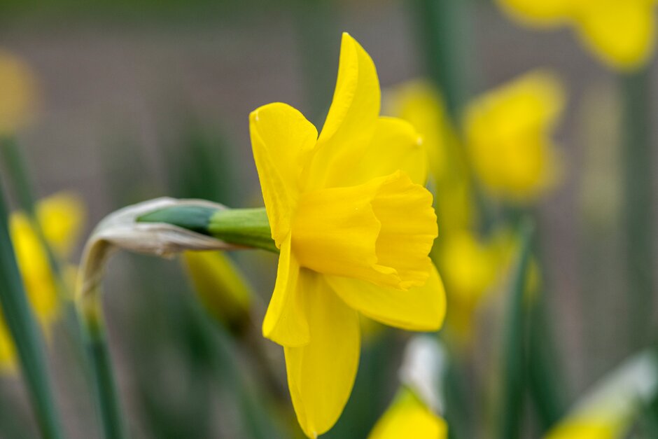 daffodil 'Spring Sunshine'