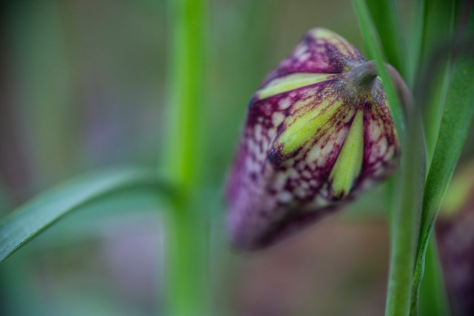 snake's head fritillary