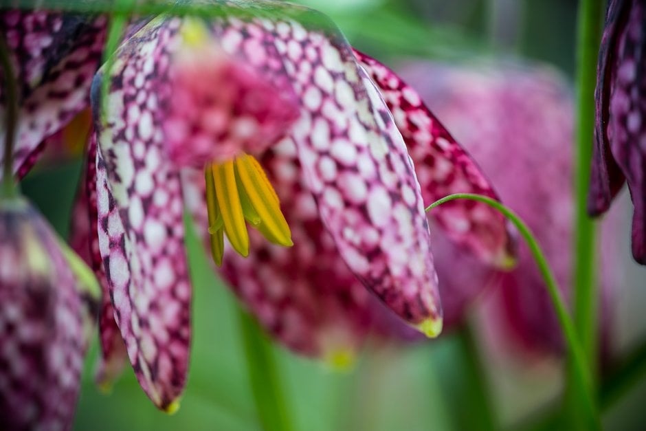 snake's head fritillary