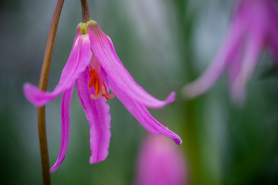 mahogany fawn lily