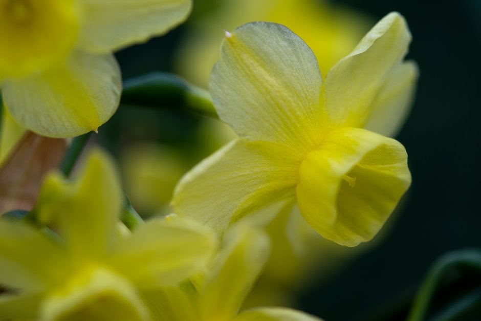 daffodil 'Angel's Breath'