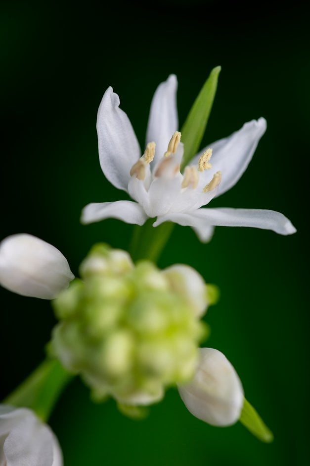 Pyrenean squill 'Alba'