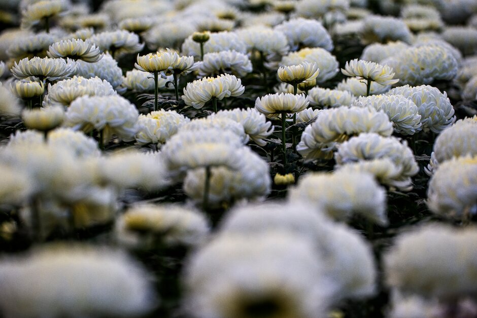 chrysanthemum 'American Beauty White'
