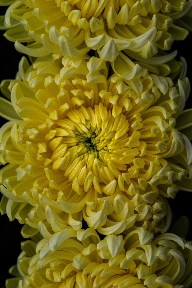 chrysanthemum 'Yellow American Beauty'