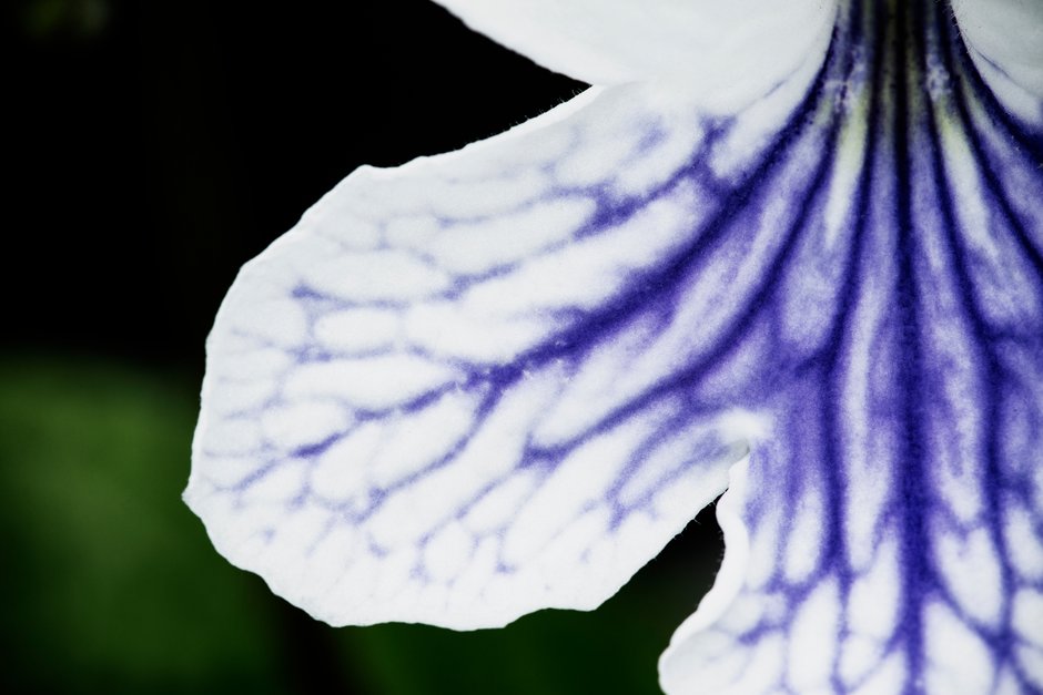 Cape primrose 'Gwen'