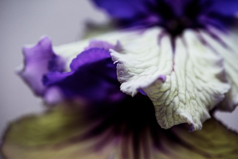 Cape primrose 'Harlequin Delft'