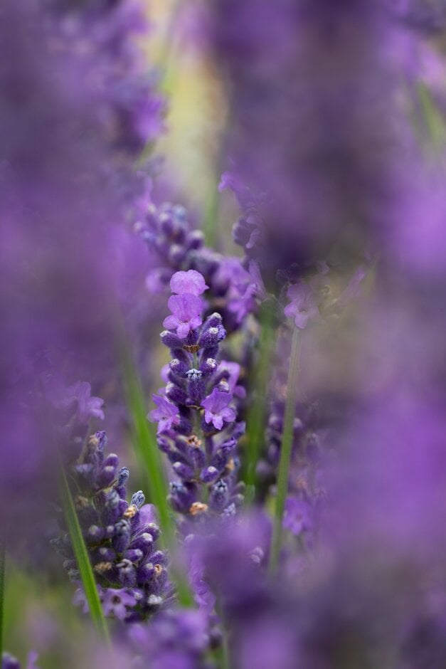 lavender [Anniversary Bouquet]