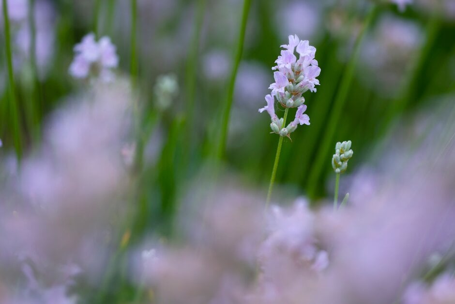 English lavender [Little Lottie]