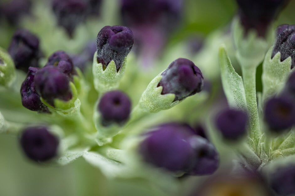 auricula 'Amie Rosalind'