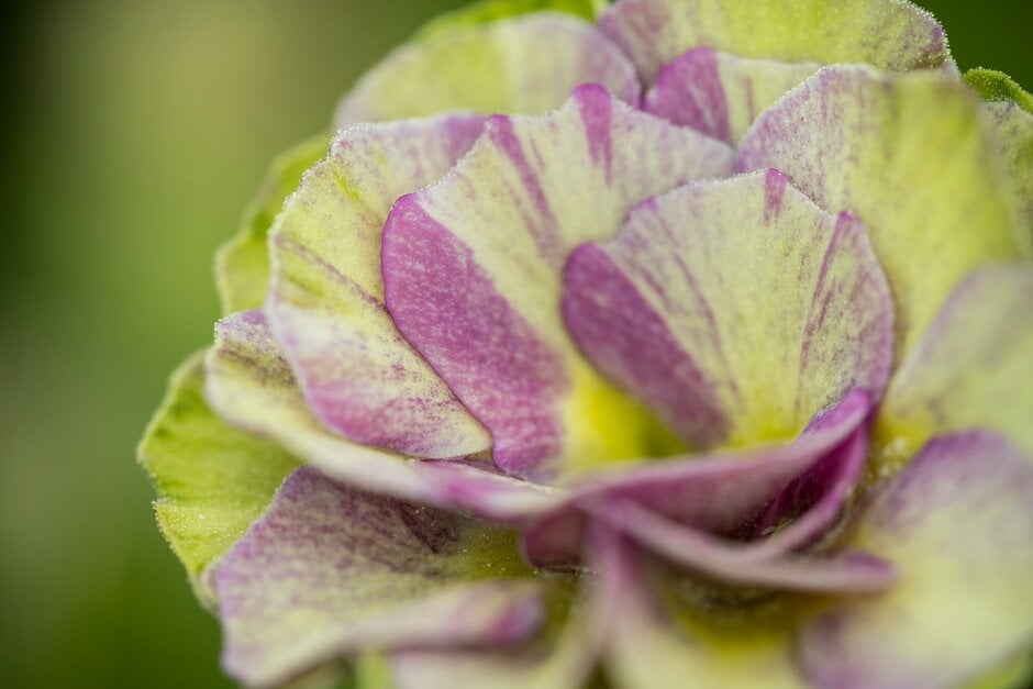 <i>Primula</i> <i>auricula</i> 'Forest Lawn' (Au/d)