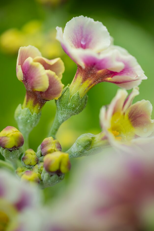 <i>Primula</i> <i>auricula</i> 'Old-Fashioned' (Au/B)