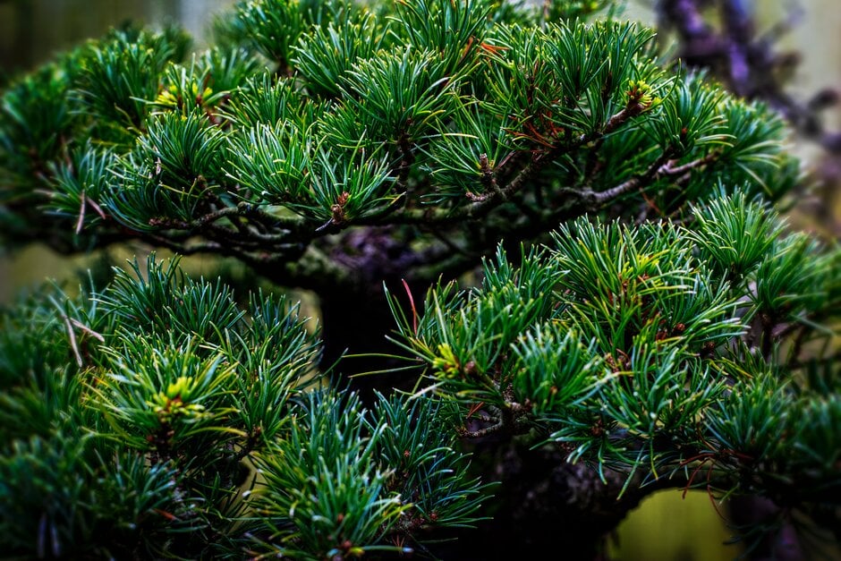 Japanese white pine
