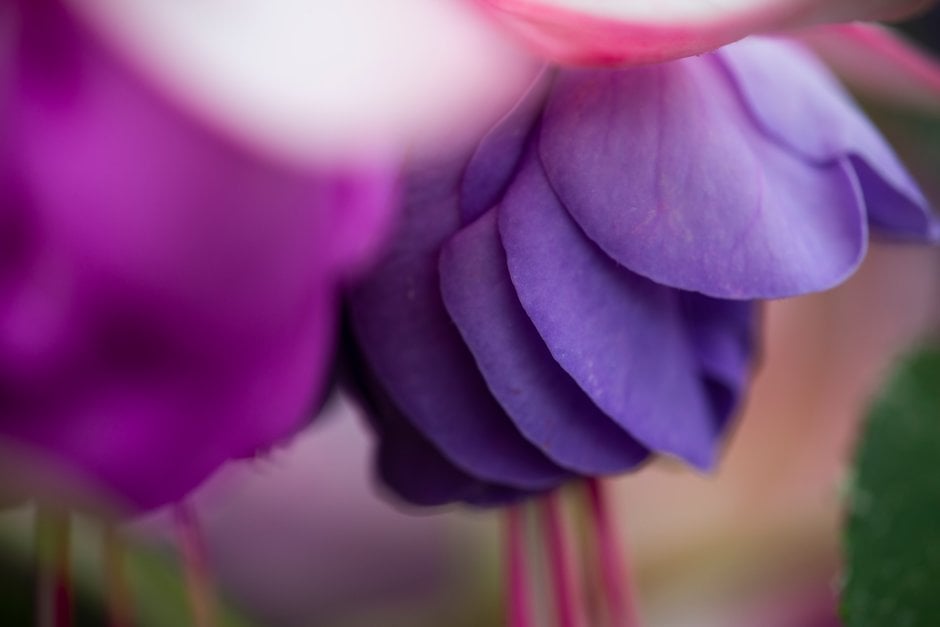 fuchsia 'John Grooms'