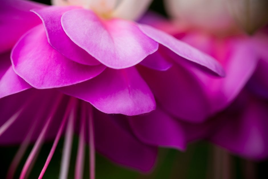 fuchsia 'Lillian Annetts'
