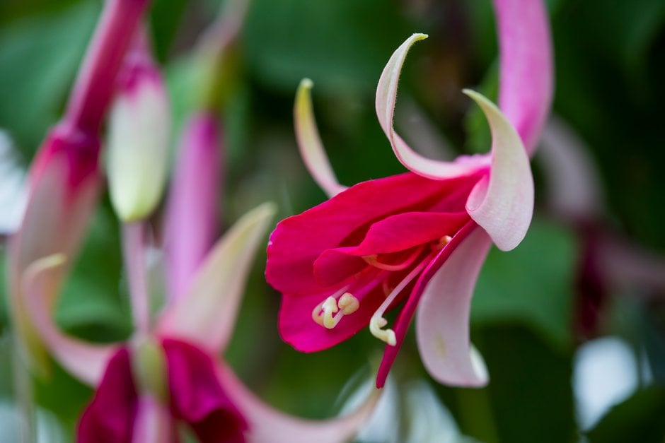 fuchsia 'All Summer Beauty'