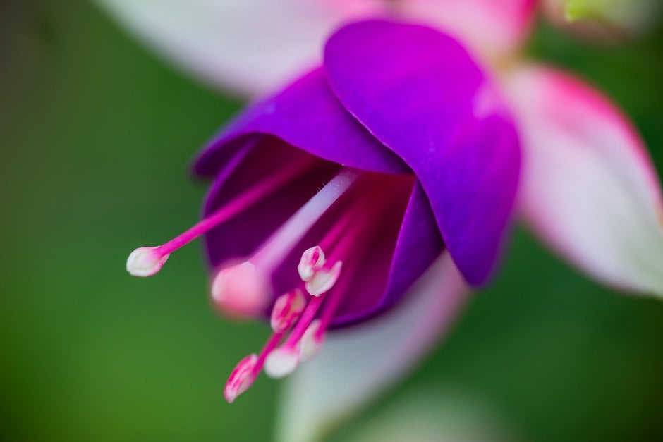 fuchsia 'Linda Hinchliffe'
