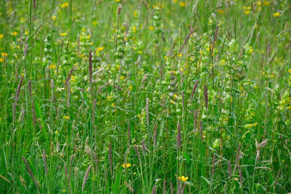 yellow rattle