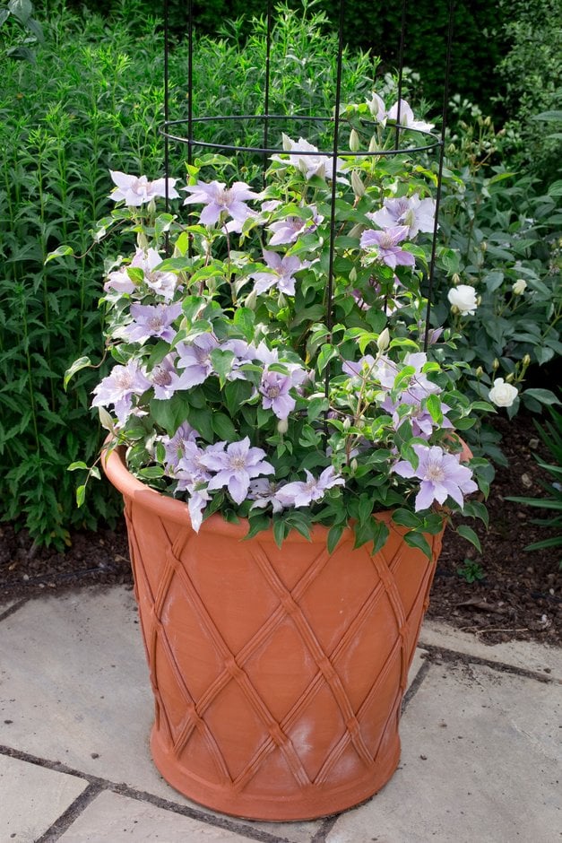 clematis [Filigree]