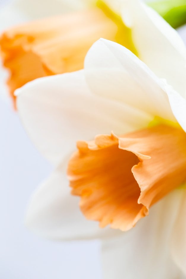 daffodil 'Gemini Girl'