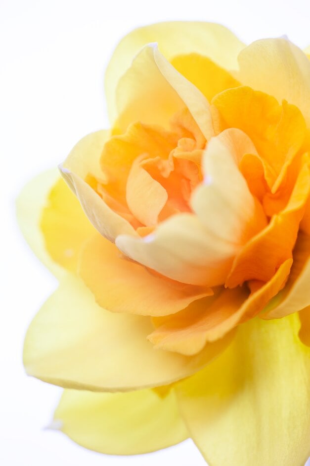 daffodil 'Madam Speaker'