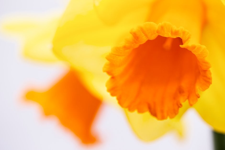 daffodil 'Plymouth Hoe'