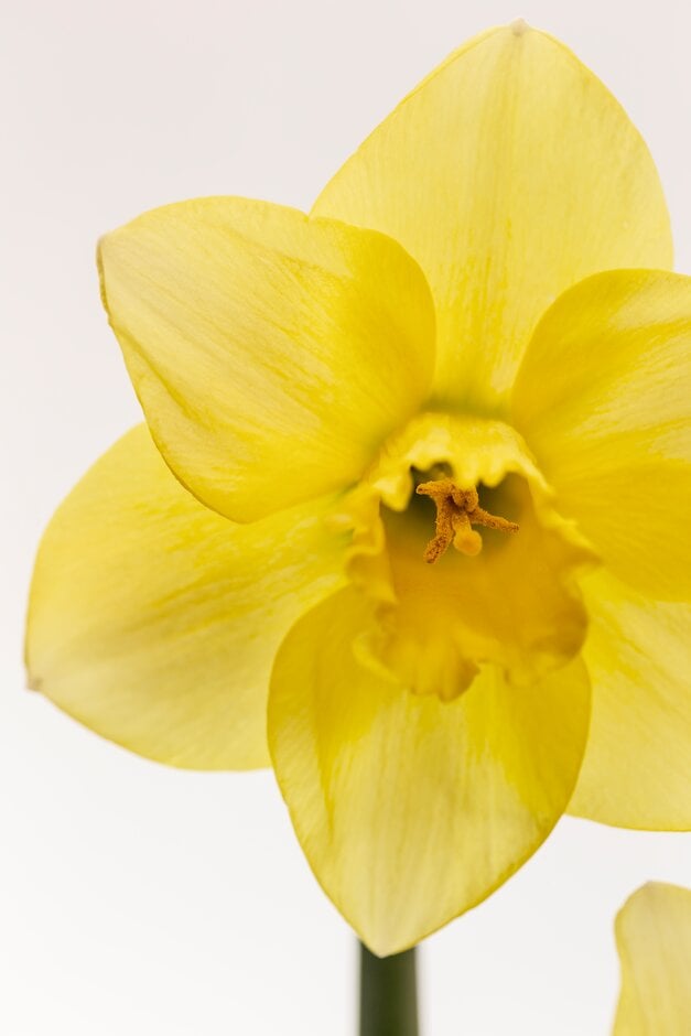 daffodil 'Helford Dawn'