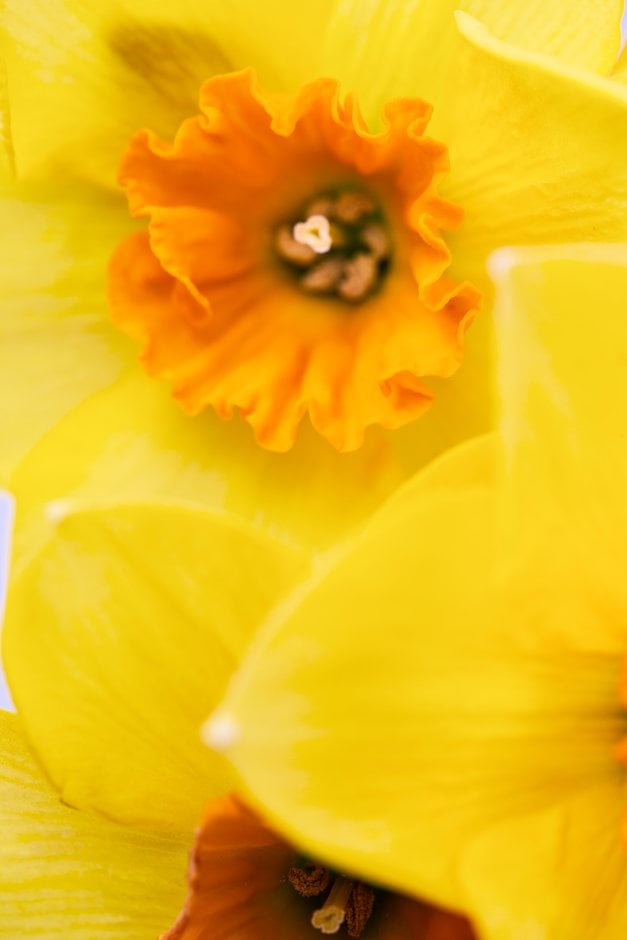 daffodil 'Nessa'