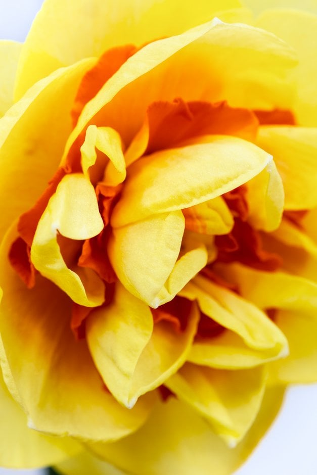 daffodil 'Radjel'