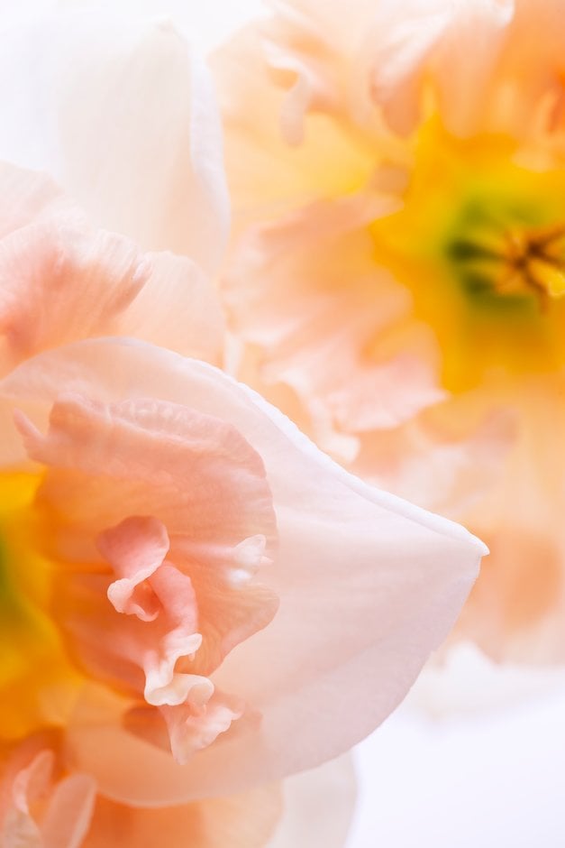 daffodil 'Frances Delight'