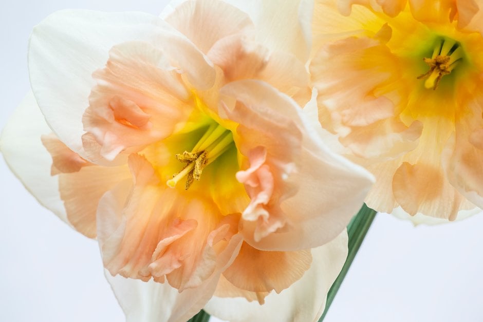 daffodil 'Frances Delight'