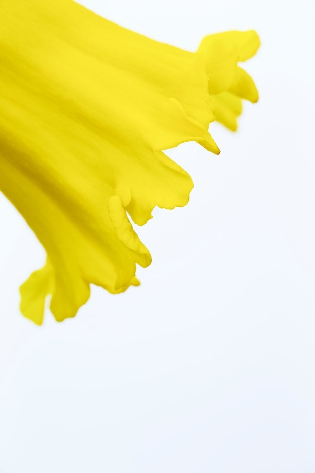 daffodil 'Spellbinder'