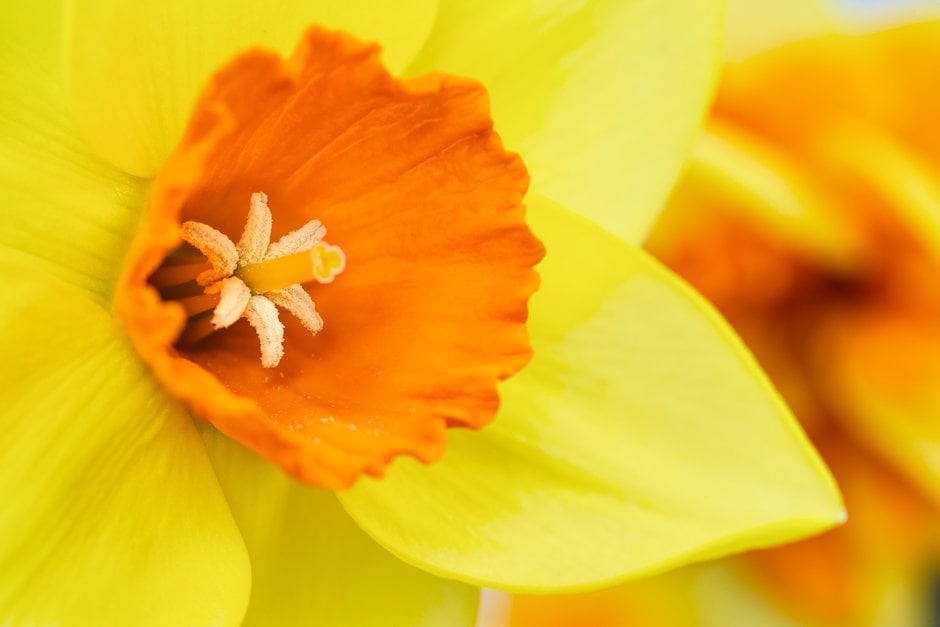 daffodil 'Senara'