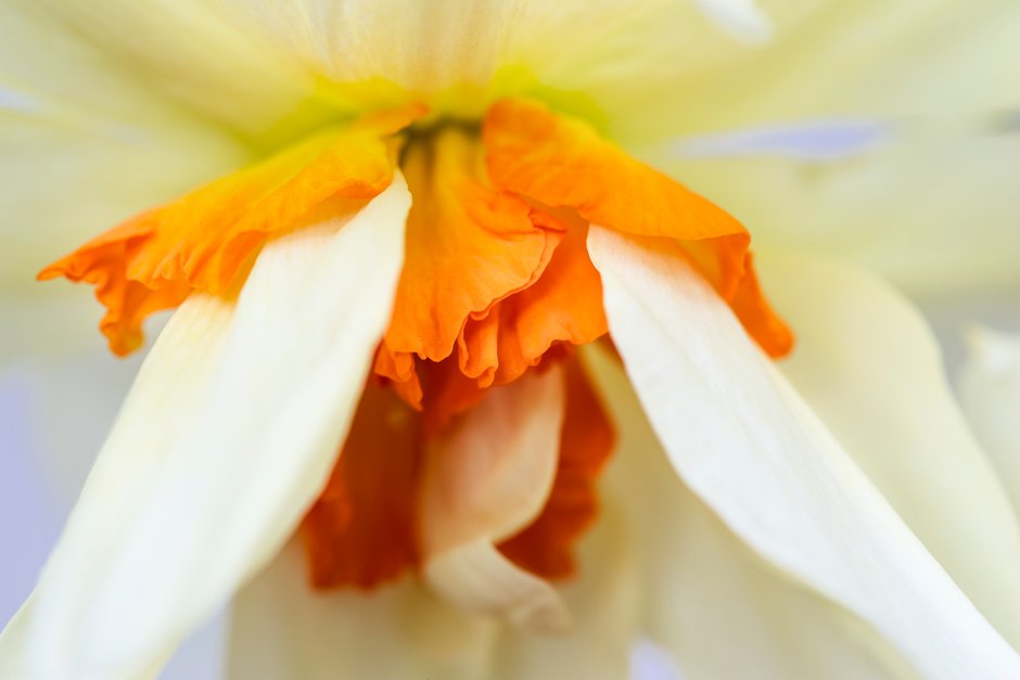 daffodil 'Twink'